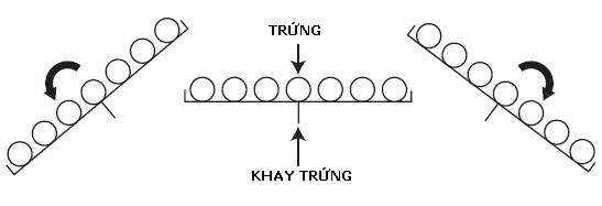 đảo trứng tự động