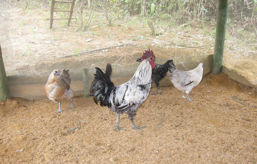 gà h'mông bố mẹ