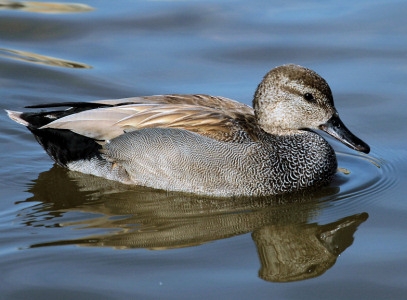 Vịt trời Gadwall (Anas Strepera)