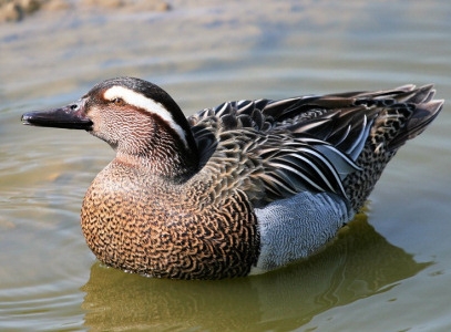 Vịt trời Garganey (Anas Querquedula)