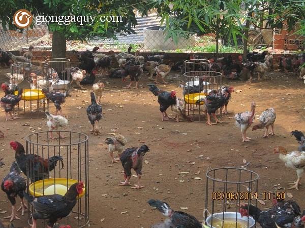 Công Tác Chuần Bị trước khi mua Gà Đông Tảo