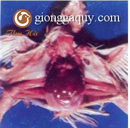 Bệnh thương hàn, phó thương hàn, bạch lỵ ( SANMONELLOSIS)