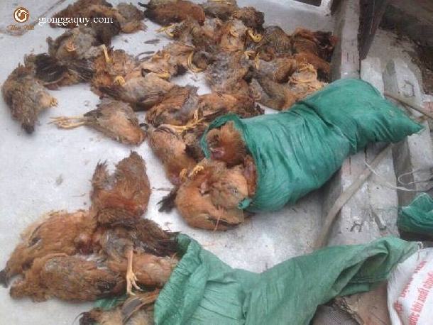 Phòng và điều trị bệnh tụ huyết trùng ( PASTERULLOSIS )