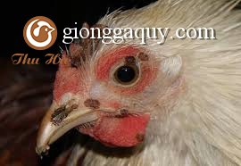 phòng và điều trị bệnh đậu gà ( FOWL POX )