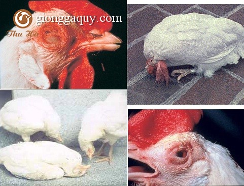 BỆNH NEWCASTLE DISEASE (bệnh gà rù )