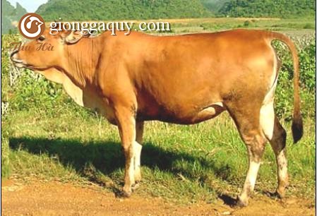 Phương pháp xử lý rơm làm thức ăn cho trâu bò