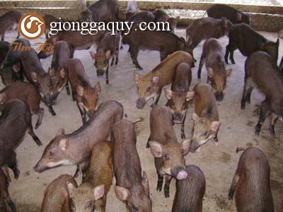 Cách điều trị bệnh tiêu chảy cấp ở lợn con
