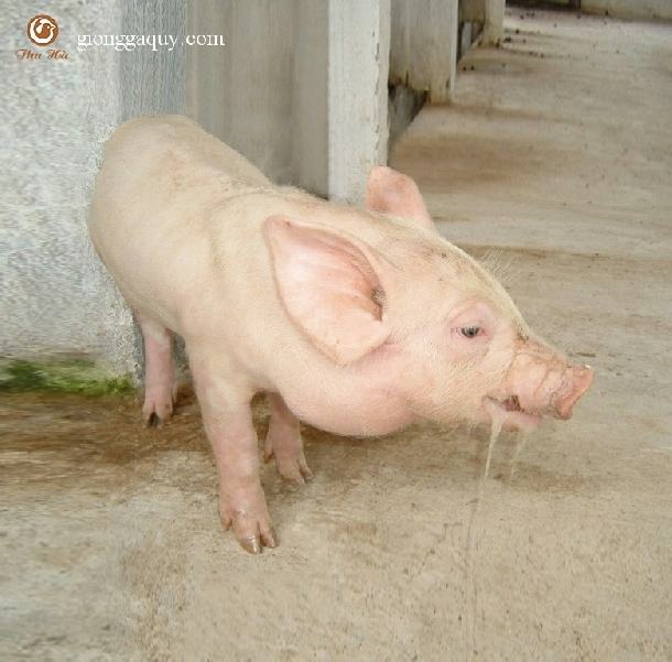 Bệnh phù đầu sưng mặt ở lợn con sau cai sữa