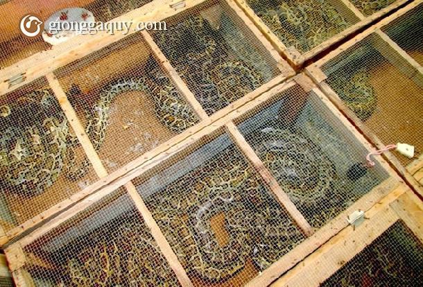 Kỹ thuật nuôi trăn