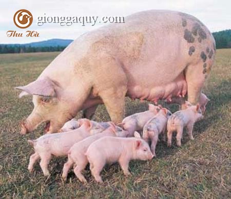 Bệnh giả dại ở lợn