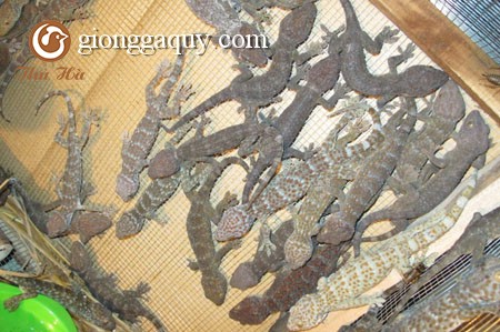 Kỹ thuật nuôi tắc kè