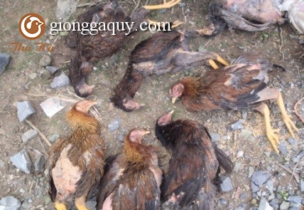 Các con đường lây truyền của bệnh cúm gia cầm H5N1
