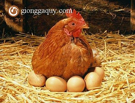 Hội chứng giảm đẻ  -EDS'76 ở gà?