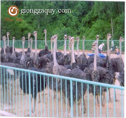 Quy trình kỹ thuật Chăn nuôi đà điểu (ostrich)
