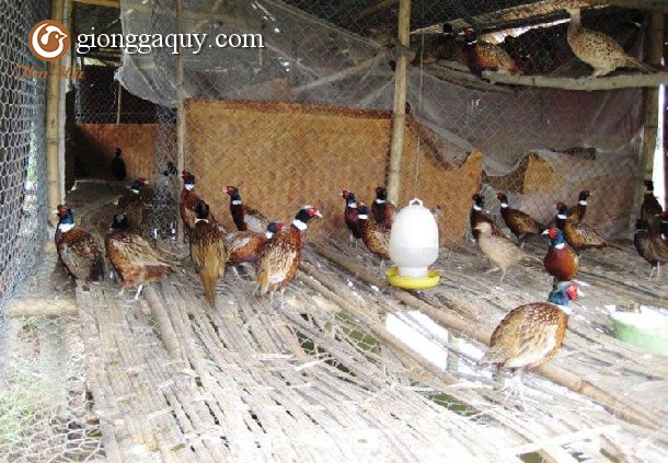 Phòng và trị bệnh cho chim trĩ