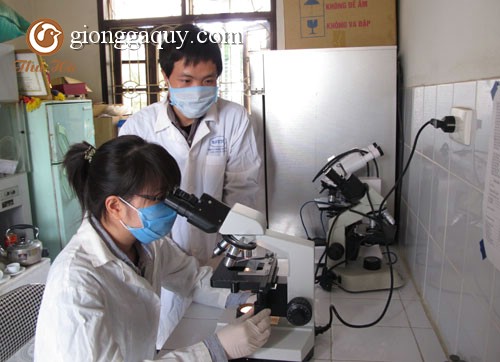 Một số lưu ý khi sử dụng vacxin phòng bệnh cho gia súc, gia cầm