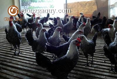 Kỹ thuật chăn nuôi và phòng trừ dịch bệnh với giống gà ai cập