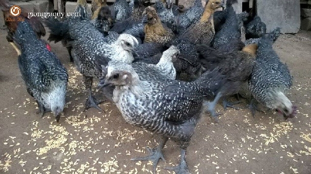 Cách nuôi gà ác đạt lợi nhuận cao
