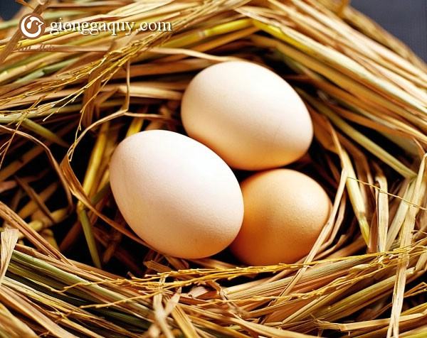 Phương pháp nâng cao sản lượng trứng cho gà đẻ