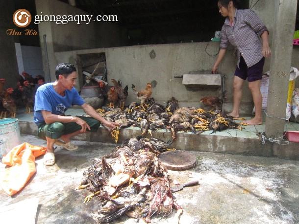 Phòng bệnh cho gà trong mùa lũ