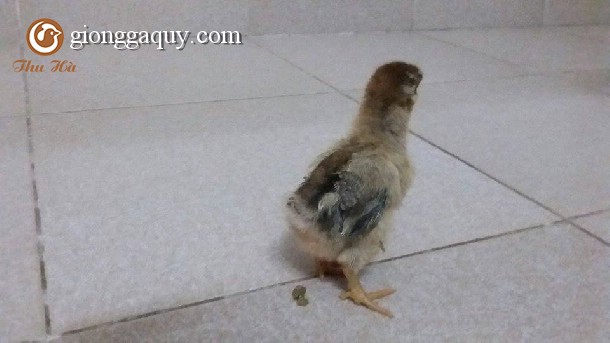 Kỹ thuật nuôi gà lương phượng