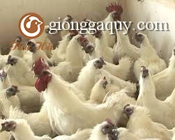 Kỹ thuật nuôi gà ác sinh sản
