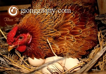 Để gà đẻ tốt mùa nóng