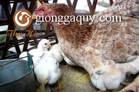 Cung cấp gà móng giống