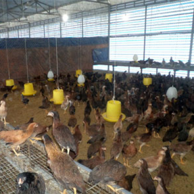 Đặc điểm gà ri