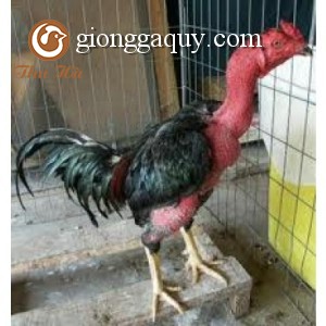 Kỹ thuật nuôi gà chọi