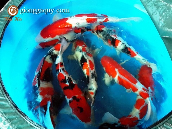 Cung cấp cá koi nhật giống