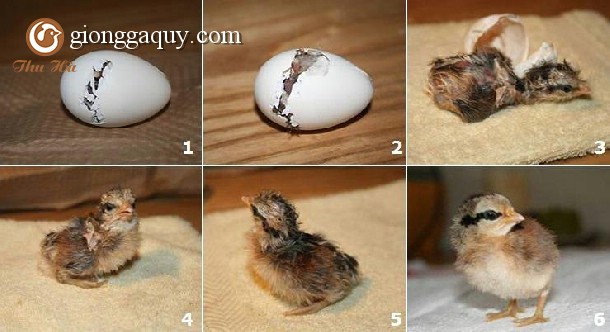 Điều kiện để ấp trứng gia cầm