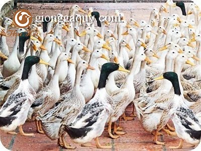 Biện pháp thú y vệ sinh phòng bệnh trong chăn nuôi ngan, vịt