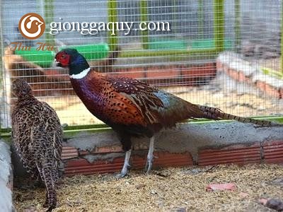 Kỹ thuật nuôi chim trĩ con và trưởng thành