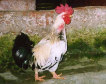 Gà Tè