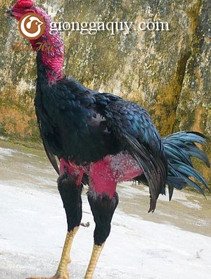 Gà nòi