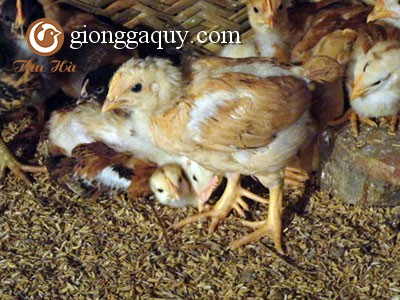 Gà chín cựa
