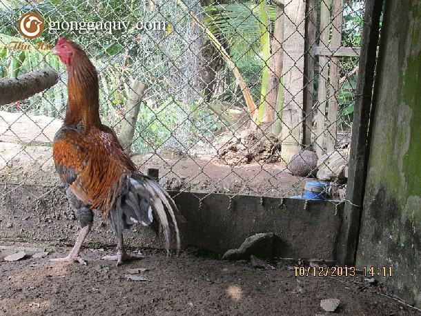Gà Chợ Lách