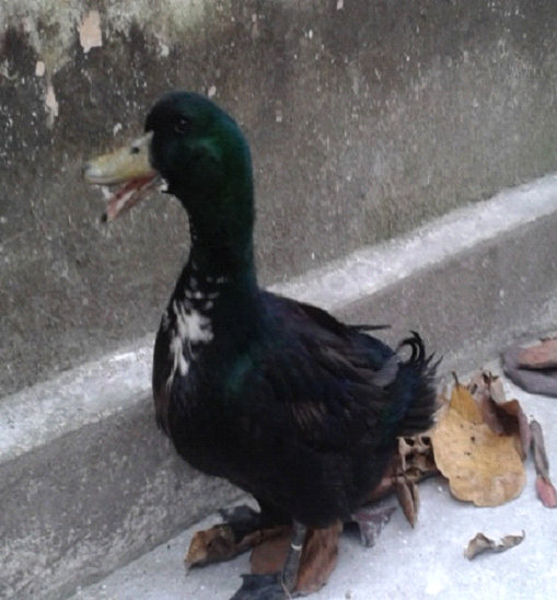 Vịt Kỳ Lừa