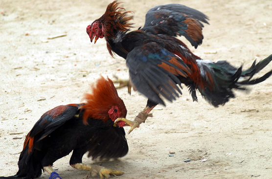 Chọn gà nòi qua thế đá