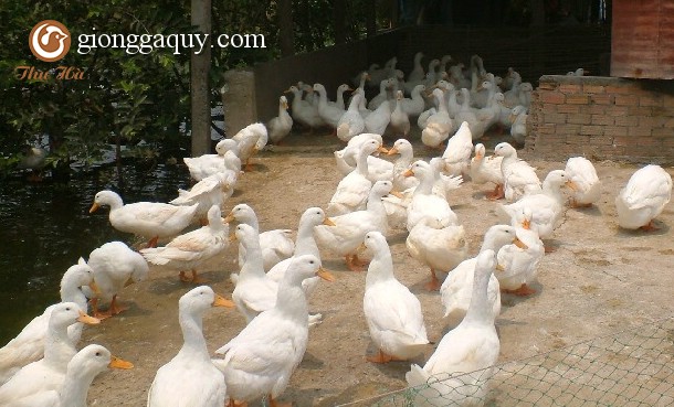 Kỹ Thuật Nuôi Vịt Sinh Sản (Vịt Đẻ)