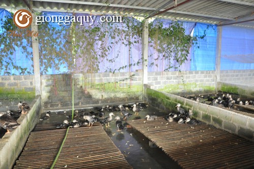 Kinh nghiệm làm chuồng trại nuôi vịt trời