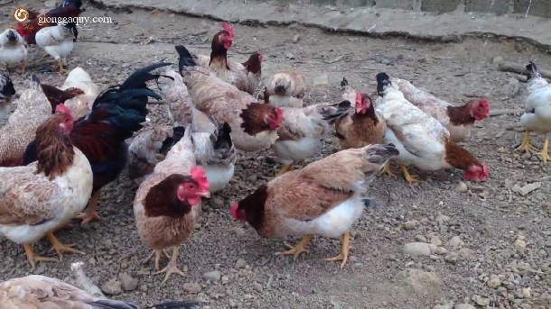Cung cấp gà mía giống