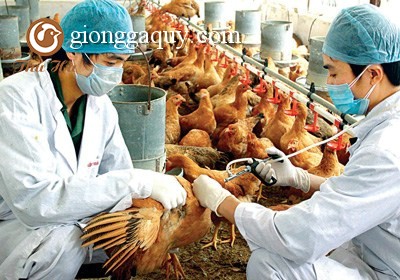 Vùng an toàn dịch bệnh được ưu tiên tham gia xúc tiến thương mại
