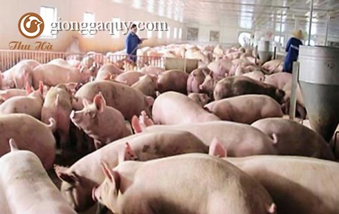 Thiếu cảnh giác, nông dân Việt lại dính đòn thương lái Tàu