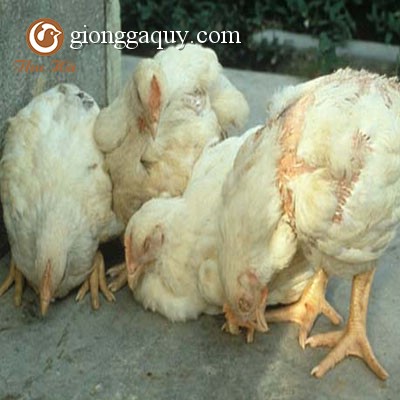 Gà thiếu chất, các biểu hiện phổ biến và cách bổ xung dinh dưỡng