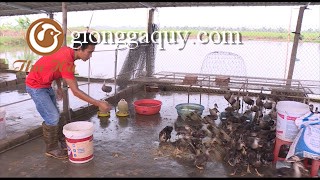 Nuôi vịt trời thu 200 triệu