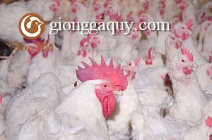 Cung cấp gà công nghiệp mỹ