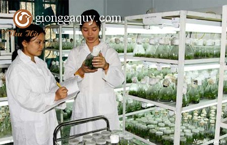Nguồn gen vật nuôi bản địa Việt Nam: Tập đoàn gà