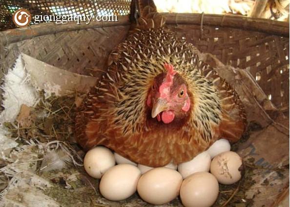 Hướng dẫn cách để gà ta bỏ ấp sau khi đẻ